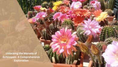 Unlocking the Marvels of Echinopsis A Comprehensive Exploration