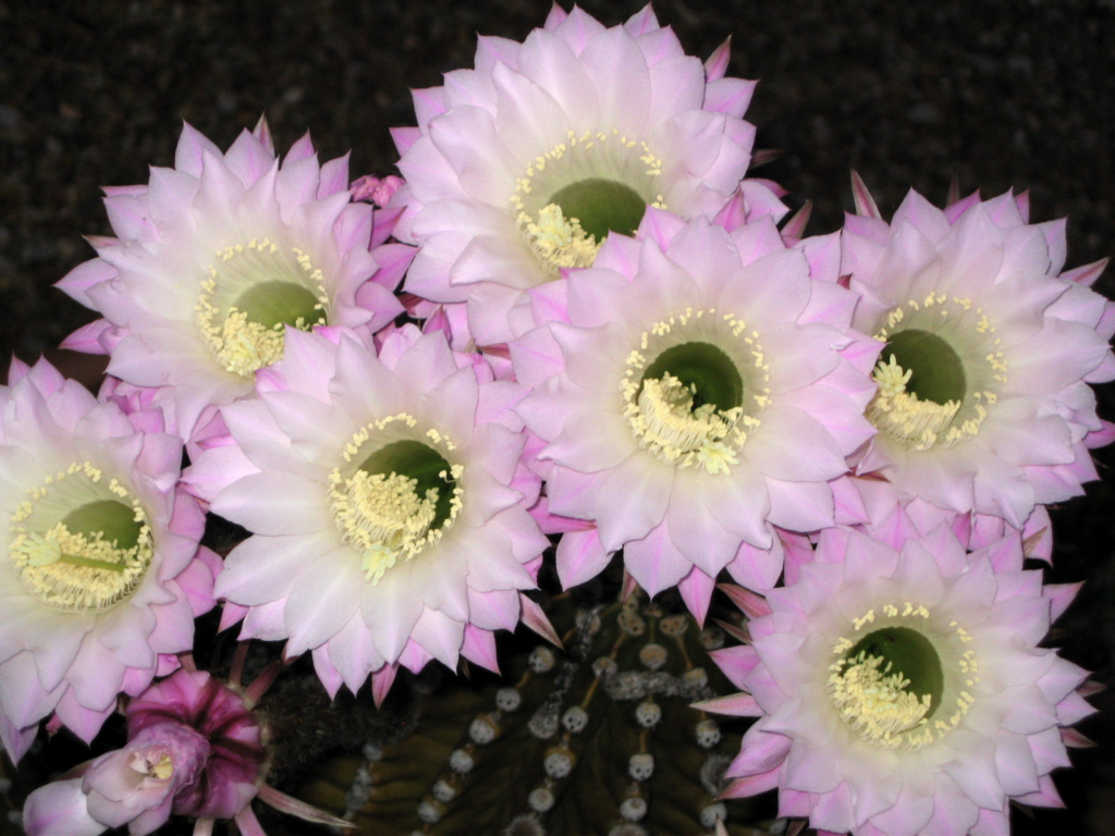 Echinopsis in Literature and Popular Culture